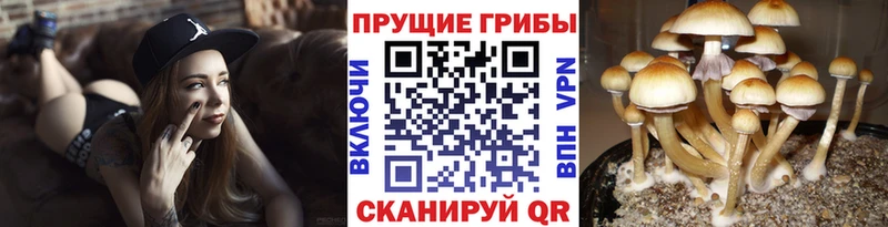 Купить закладки  Пионерский  Псилоцибиновые грибы мицелий 
